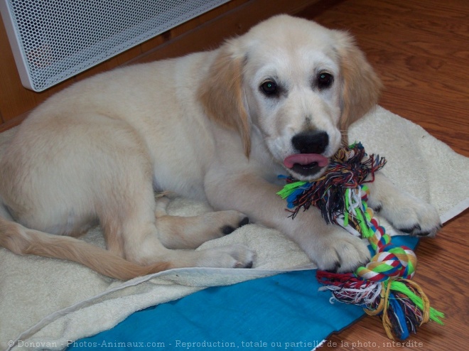 Photo de Golden retriever