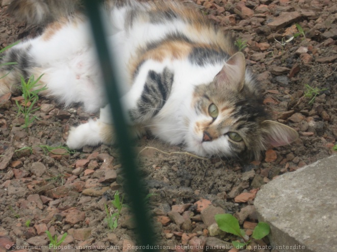 Photo de Chat domestique