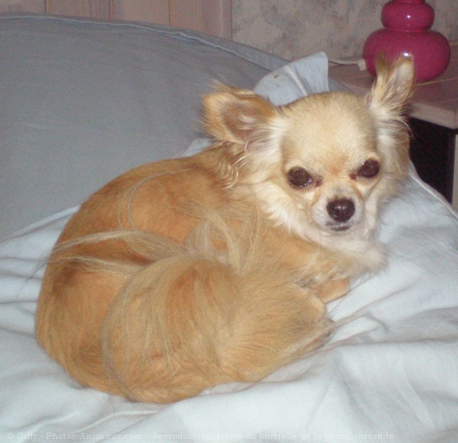 Photo de Chihuahua  poil long