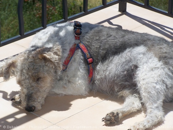 Photo de Fox terrier  poil dur