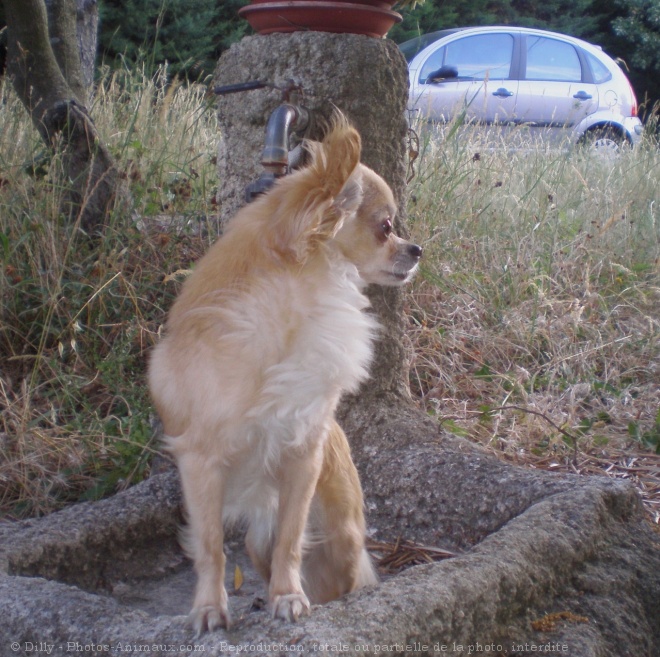 Photo de Chihuahua  poil long