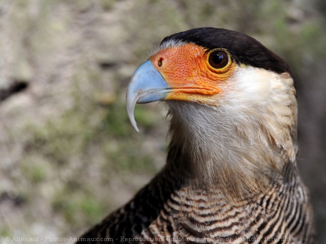 Photo de Caracara