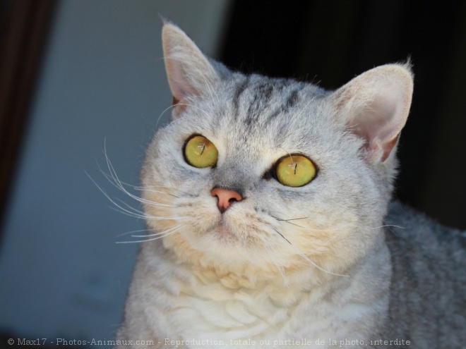 Photo de Selkirk rex poil court