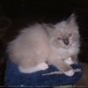 Photo de Ragdoll