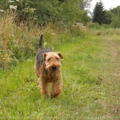 Photo d'Airedale terrier