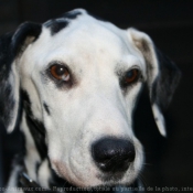 Photo de Dalmatien