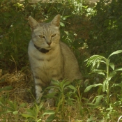 Photo de Chat domestique