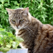 Photo de Chat domestique