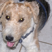 Photo de Fox terrier  poil dur