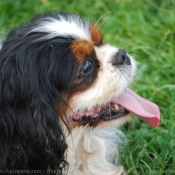 Photo de Cavalier king charles spaniel