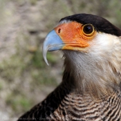 Photo de Caracara