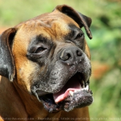 Photo de Boxer