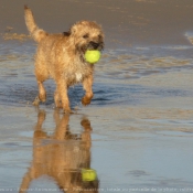 Photo de Border terrier