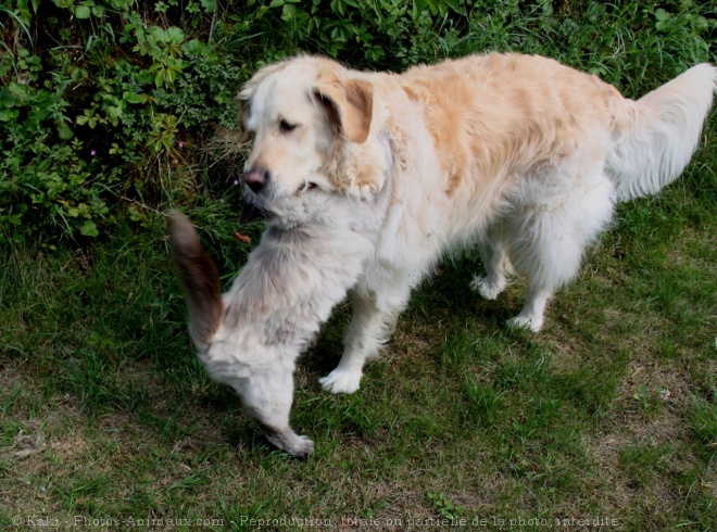 Photo de Golden retriever