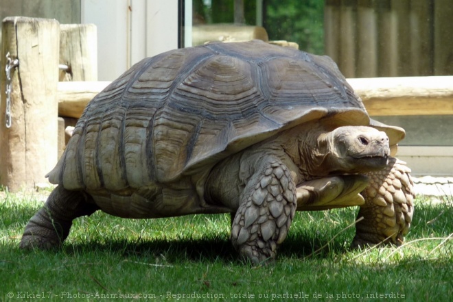 Photo de Tortue