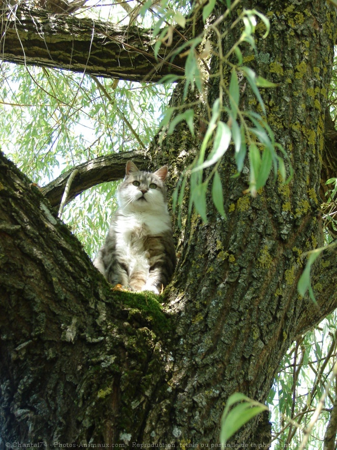 Photo de Chat domestique