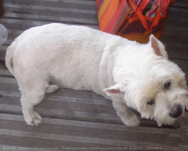 Photo de West highland white terrier