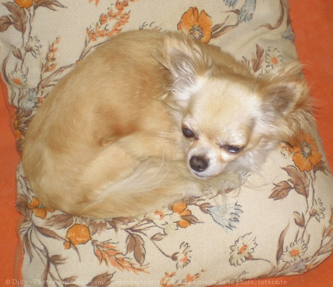 Photo de Chihuahua  poil long