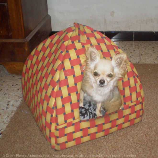 Photo de Chihuahua  poil long