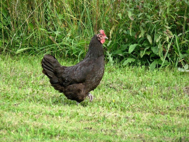 Photo de Poule