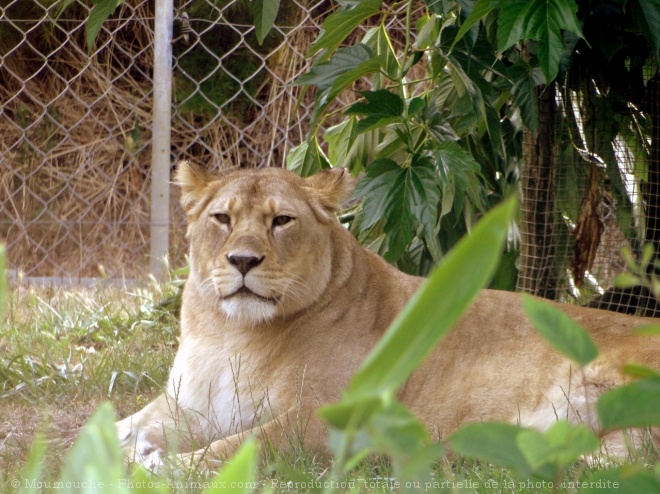 Photo de Lion