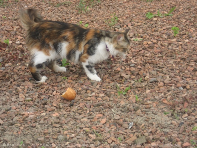 Photo de Chat domestique