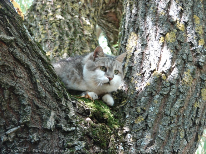 Photo de Chat domestique