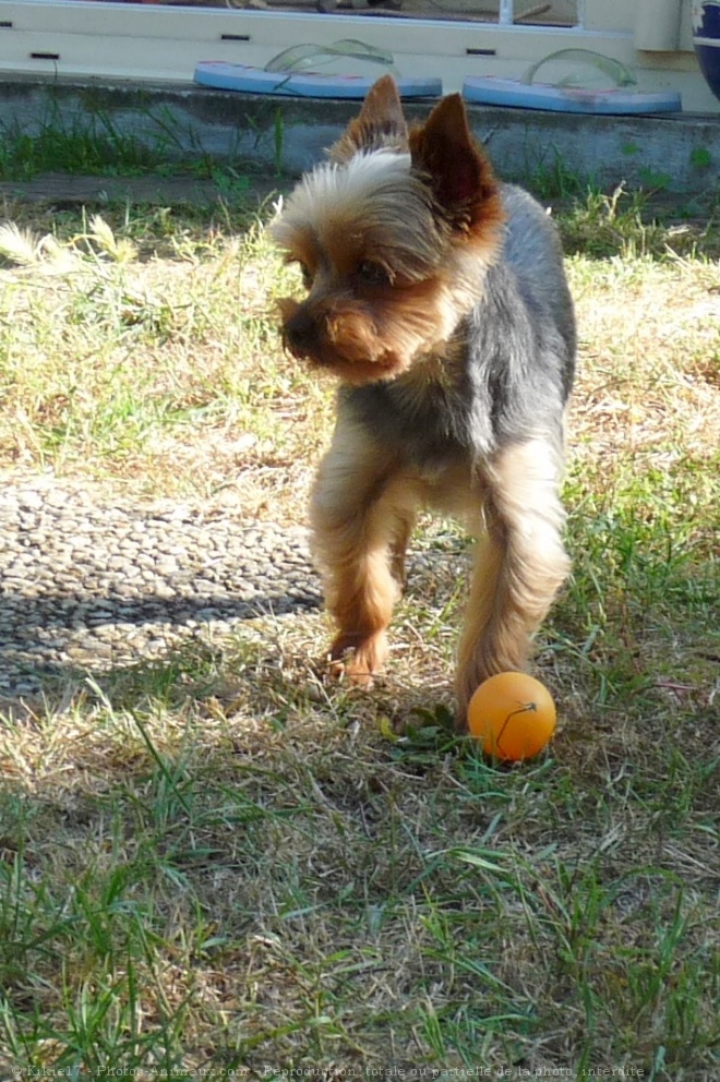 Photo de Yorkshire terrier