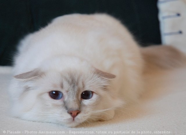 Photo de Sacr de birmanie