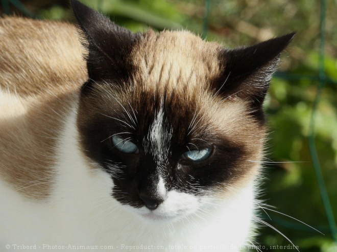 Photo de Chat domestique