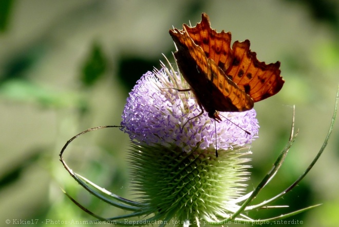 Photo de Papillon