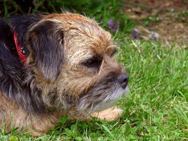 Photo de Border terrier