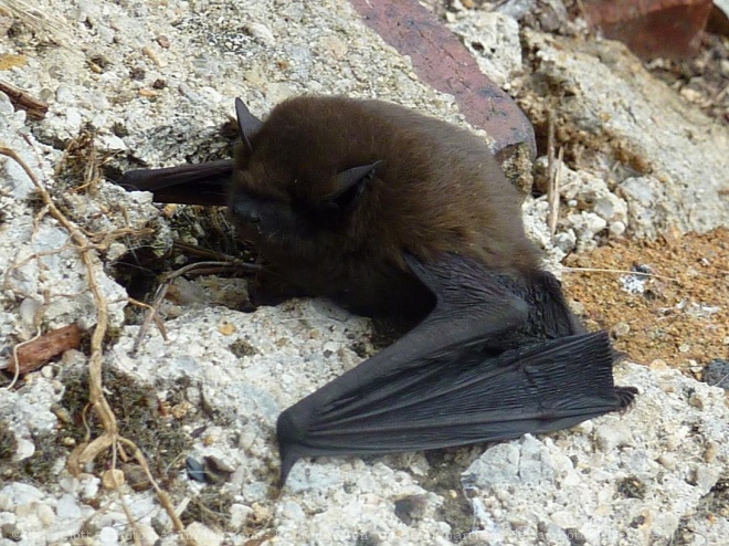 Photo de Chauve-souris