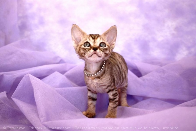 Photo de Devon rex