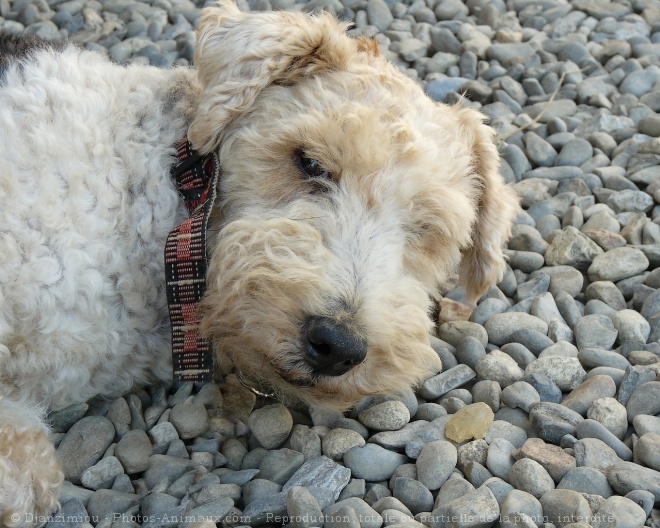 Photo de Fox terrier  poil dur