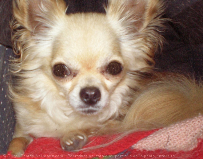 Photo de Chihuahua  poil court