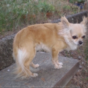 Photo de Chihuahua  poil long