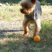 Photo de Yorkshire terrier