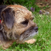 Photo de Border terrier