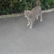 Photo de Chat domestique