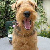 Photo d'Airedale terrier