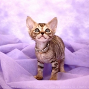 Photo de Devon rex