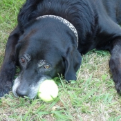 Photo de Labrador retriever