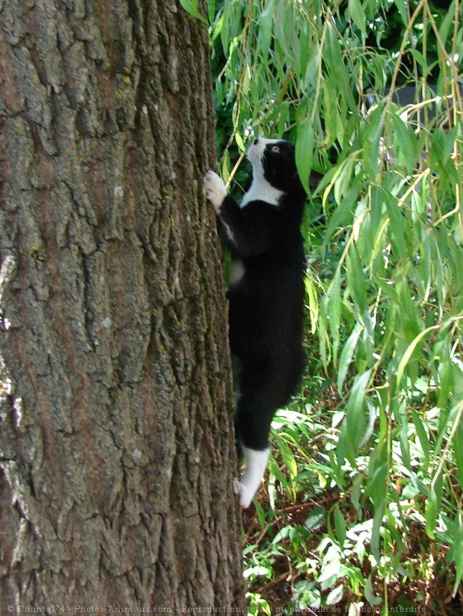 Photo de Chat domestique