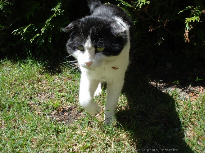 Photo de Chat domestique