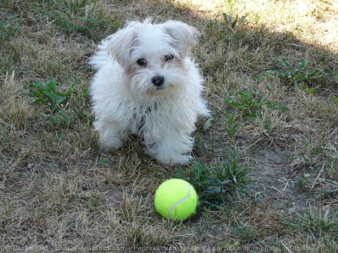 Photo de Bichon maltais