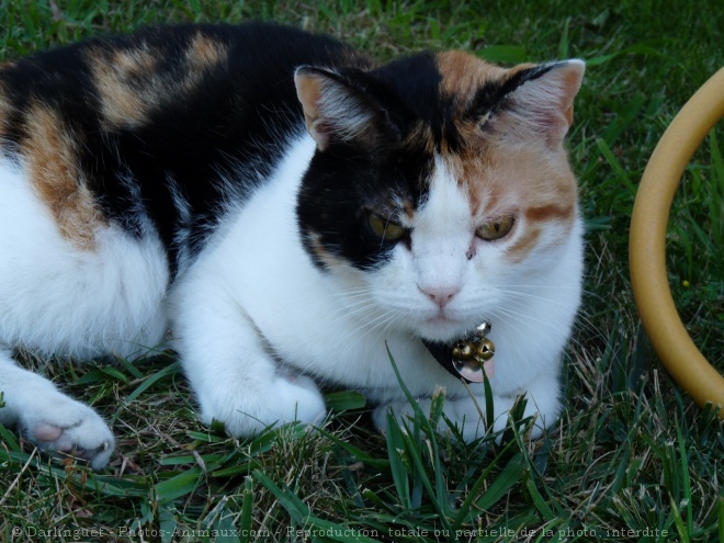 Photo de Chat domestique