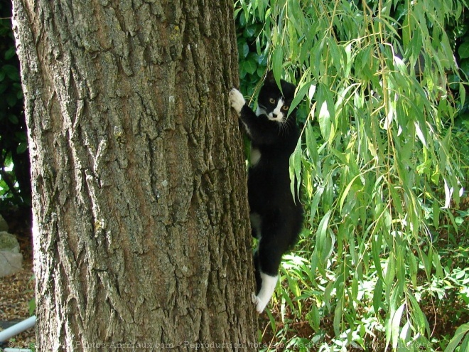 Photo de Chat domestique