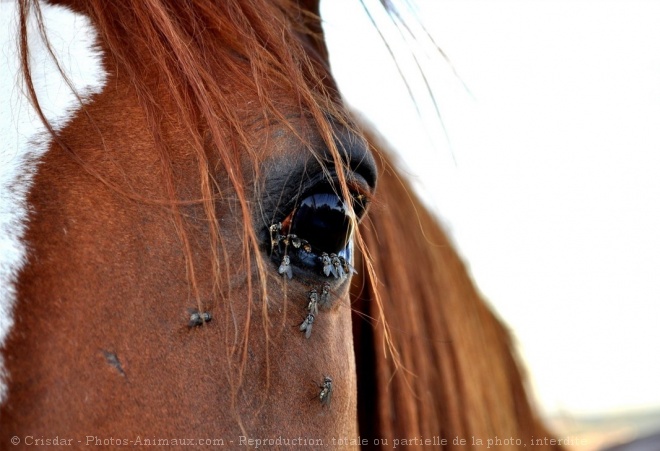 Photo de Trotteur franais