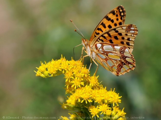 Photo de Papillon